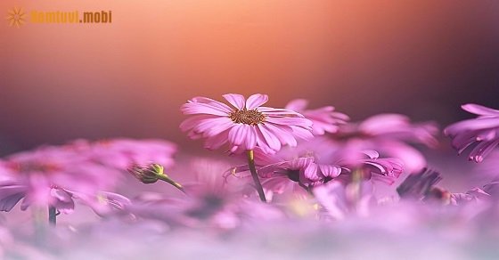 Bói tử vi ngày 6/9/2017 thứ 4 của 12 con giáp