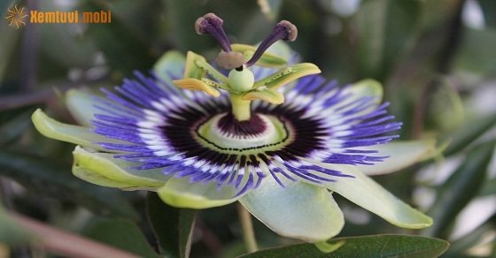 Tử vi ngày 11/9/2017 thứ 2 của 12 con giáp