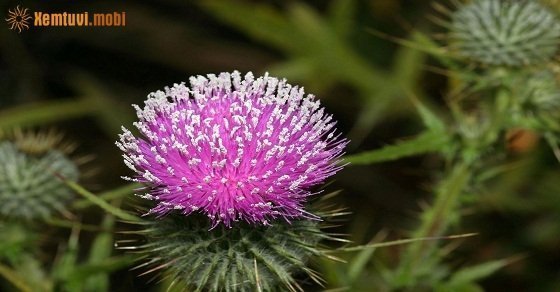 Bói tử vi ngày 14/9/2017 thứ 5 của 12 con giáp