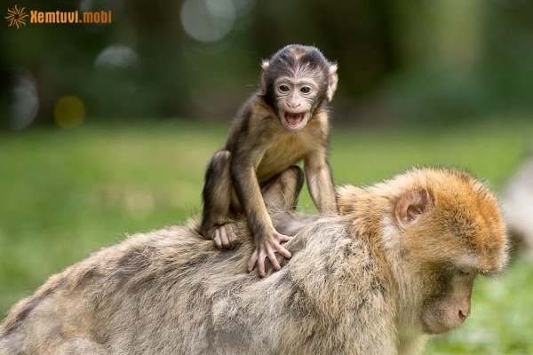 Xem bói tử vi 12 con giáp ngày 13/10/2017 thứ 6