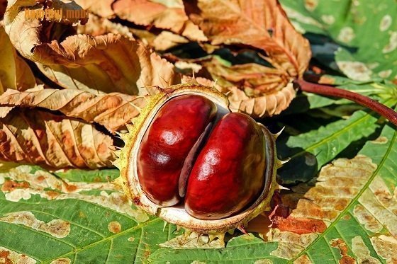 Xem bói tử vi 12 con giápngày 12/10/2017 thứ 5 của bạn