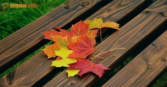 Tử vi ngày 14/10/2017 thứ 7 của 12 con giáp