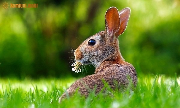 Tử vi 12 con giáp ngày 30/10/2017 thứ 2