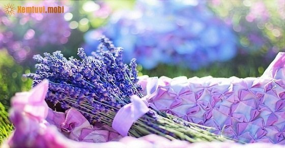  Xem tử vi 12 con giáp ngày 31/10/2017 thứ 3