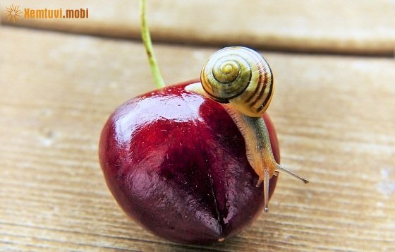 Tử vi ngày 10/10/2017 thứ 3 của 12 con giáp