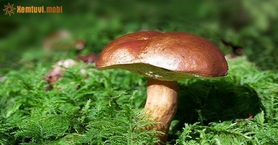 Tử vi ngày 13/10/2017 thứ 6 của 12 con giáp