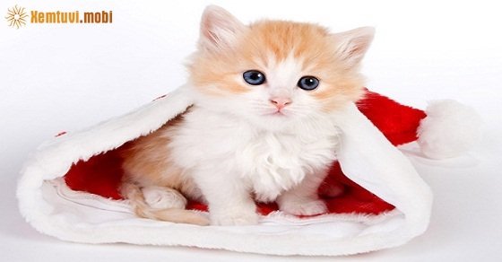 Xem bói tử vi cho người tuổi Mão năm 2018 chi tiết