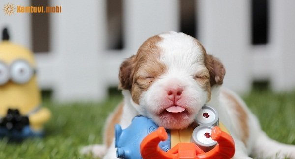 Tử vi ngày 28/10/2017 thứ 6 của 12 con giáp