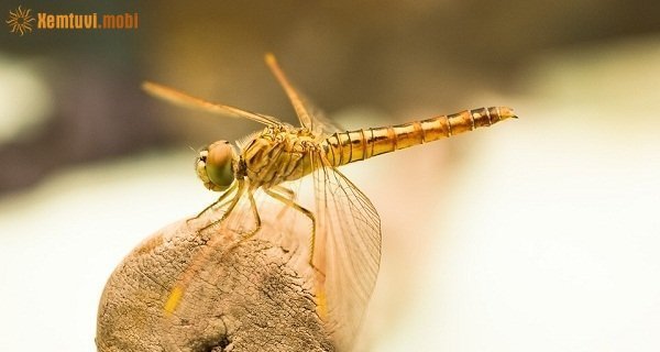 Tử vi 12 con giáp ngày 5/10/2017 thứ 5 của bạn