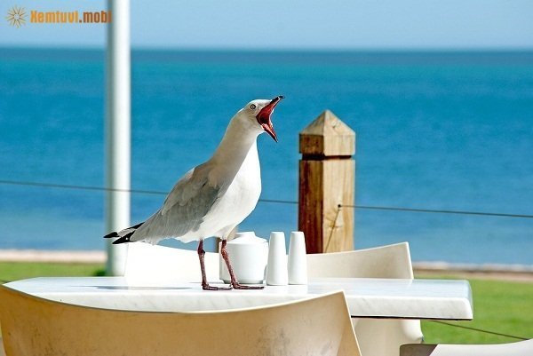 Bói tử vi ngày 17/10/2017 thứ 3 của 12 con giáp