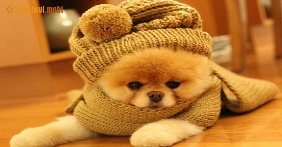 Tử vi chi tiết cho người tuổi Tuất năm Mậu Tuất 2018