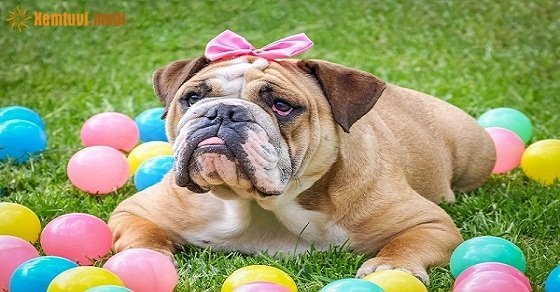 Tử vi 12 con giáp ngày 25/11/2017 thứ 7