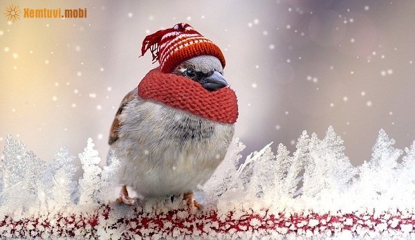 Xem tử vi 12 con giáp ngày 3/11/2017 thứ 6