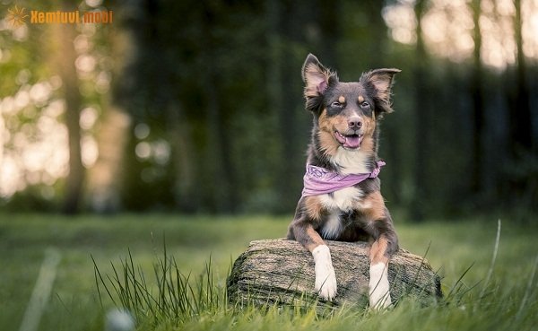 Tử vi 12 con giáp ngày 18/11/2017 thứ 7