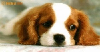 Chọn tuổi xông nhà, hướng xuất hành đầu năm 2018 tuổi Mậu Tuất 1958 Chọn tuổi xông nhà, hướng xuất hành đầu năm 2018 tuổi Mậu Tuất 1958