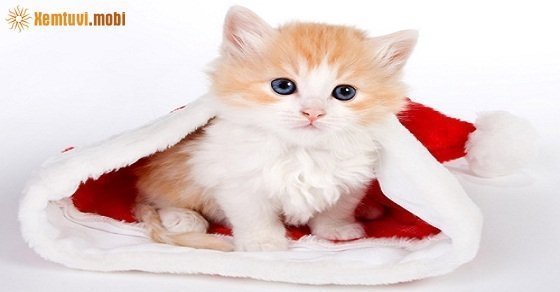 Xem giờ tốt, hướng xuất hành đầu năm Mậu Tuất 2018 cho tuổi Tân Mão Xem giờ tốt, hướng xuất hành đầu năm Mậu Tuất 2018 cho tuổi Tân Mão