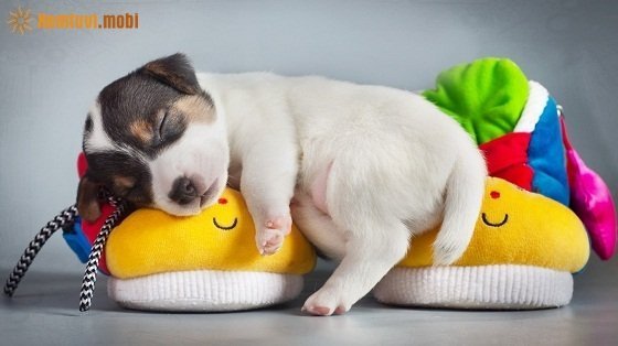 Xem tử vi ngày 13/12/2017 thứ 4