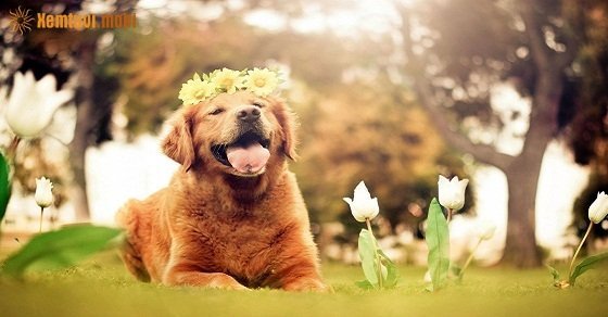  Xem tử vi 12 con giáp ngày 15/12/2017 thứ 6