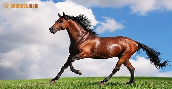 Xem giờ tốt, hướng xuất hành đầu năm Mậu Tuất 2018 cho tuổi Canh Ngọ