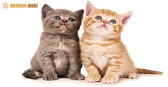 Xem giờ tốt, hướng xuất hành đầu năm Mậu Tuất 2018 cho tuổi Kỷ Mão