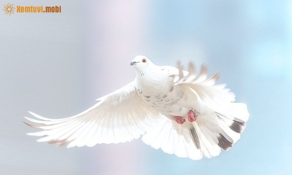 Xem tử vi ngày 22/12/2017 thứ 6