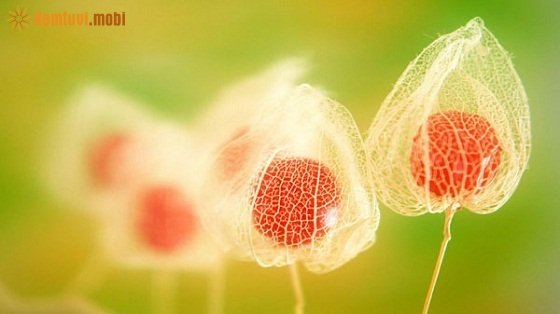 Xem tử vi 12 con giáp ngày 31/12/2017 chủ nhật