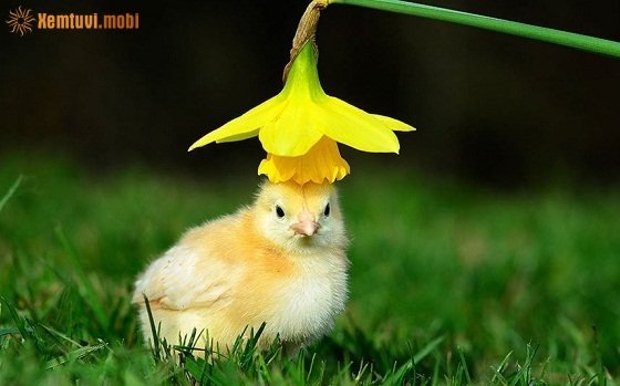 Tử vi 12 con giáp ngày 20/12/2017 thứ 4