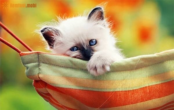 Xem tử vi ngày 30/12/2017 thứ 7