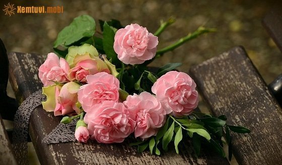 Xem tử vi ngày 21/12/2017 thứ 5