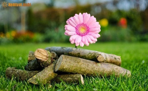 Tử vi 12 con giáp ngày 16/1/2018 thứ 3