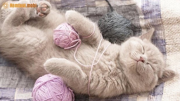 Tử vi 12 con giáp ngày 31/1/2018 thứ 4