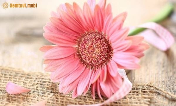 Xem tử vi ngày 15/1/2018 thứ 2