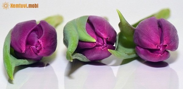 Tử vi 12 con giáp ngày 24/1/2018 thứ 4