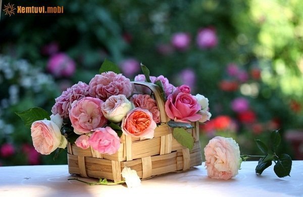 Tử vi 12 con giáp ngày 21/1/2018 chủ nhật