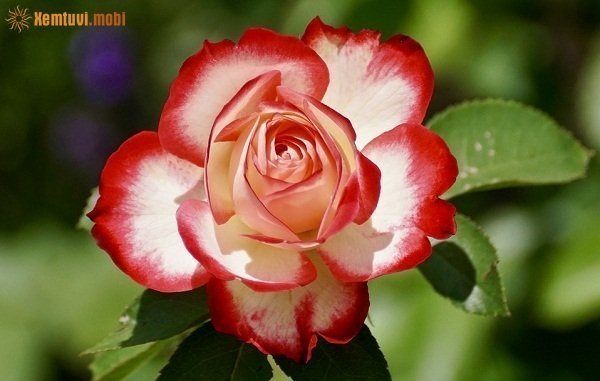 Xem tử vi 12 con giáp ngày 25/1/2018 thứ 5