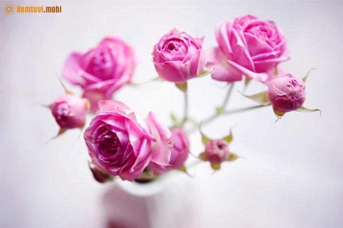 Xem tử vi ngày 29/1/2018 thứ 2