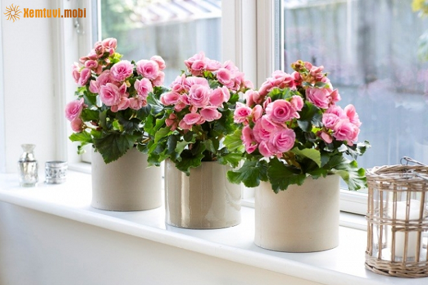 Xem tử vi 12 con giáp ngày 5/1/2018 thứ 6 Xem tử vi 12 con giáp ngày 5/1/2018 thứ 6