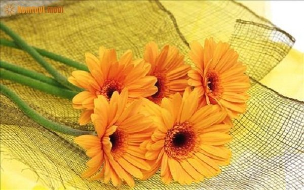 Tử vi 12 con giáp ngày 15/2/2018 thứ 5