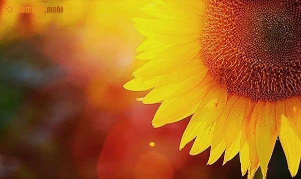 Xem tử vi ngày 18/2/2018 chủ nhật Xem tử vi ngày 18/2/2018 chủ nhật