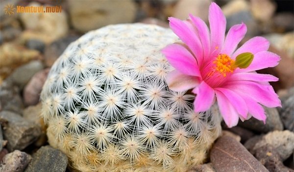 Xem tử vi 12 con giáp ngày 20/2/2018 thứ 3