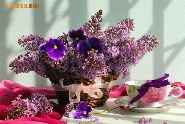 Tử vi 12 con giáp ngày 10/2/2018 thứ 7