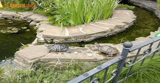 Cách nuôi rùa cảnh theo phong thủy trong nhà
