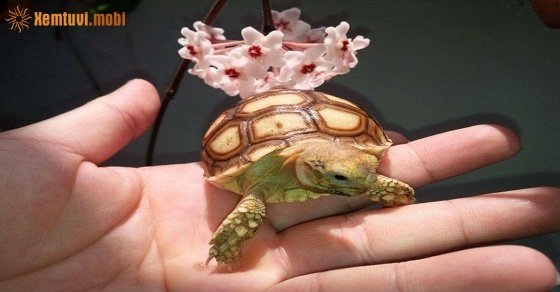 Cách nuôi rùa cảnh theo phong thủy trong nhà