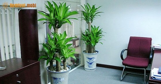 Cây thiết mộc lan - Cây phong thủy sanh tiền tài lộc