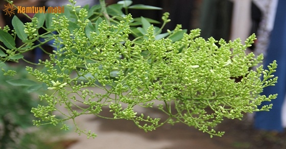 Cây hòe - Cây phong thủy sanh tiền tài lộc