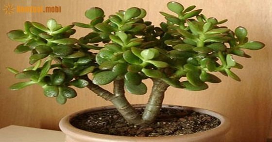 Cây ngọc bích - Cây phong thủy sanh tiền tài lộc