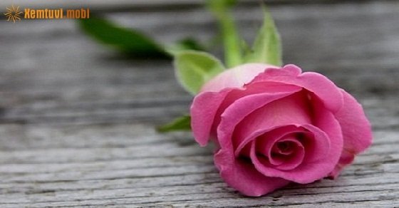 Tử vi 12 con giáp ngày 15/3/2018 thứ 5