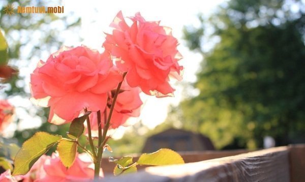 Xem tử vi 12 con giáp ngày 5/3/2018 thứ 2