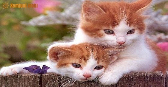 Phong thủy cho người tuổi Quý Mão