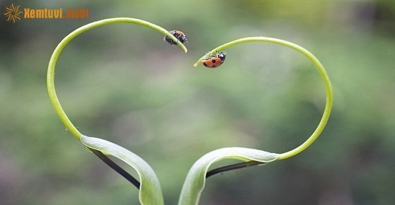 Xem tử vi ngày 14/4/2018 thứ 7